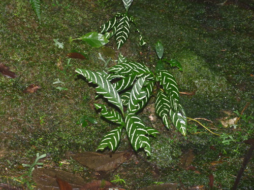 Foto de Planta zebra