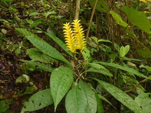 Foto de Planta zebra