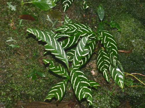 Foto de Planta zebra