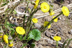 Tussilago farfara
