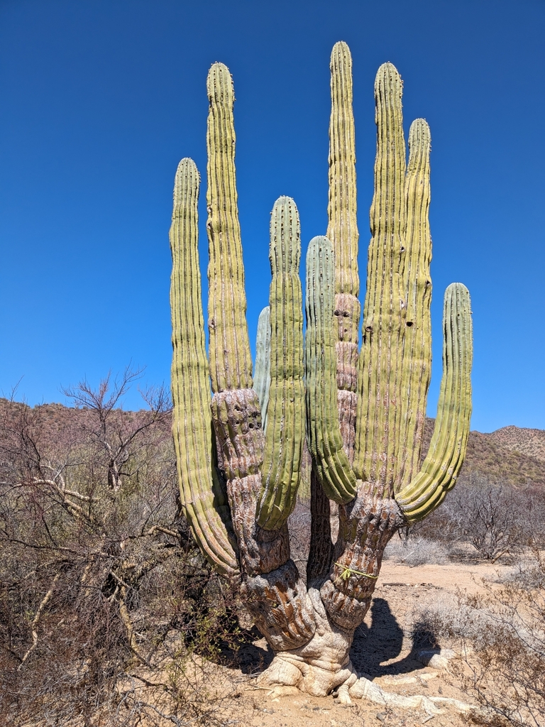 Mexican Giant Cactus from 83337 Sonora, Mexico on March 14, 2024 at 01: ...