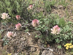 Trifolium macrocephalum