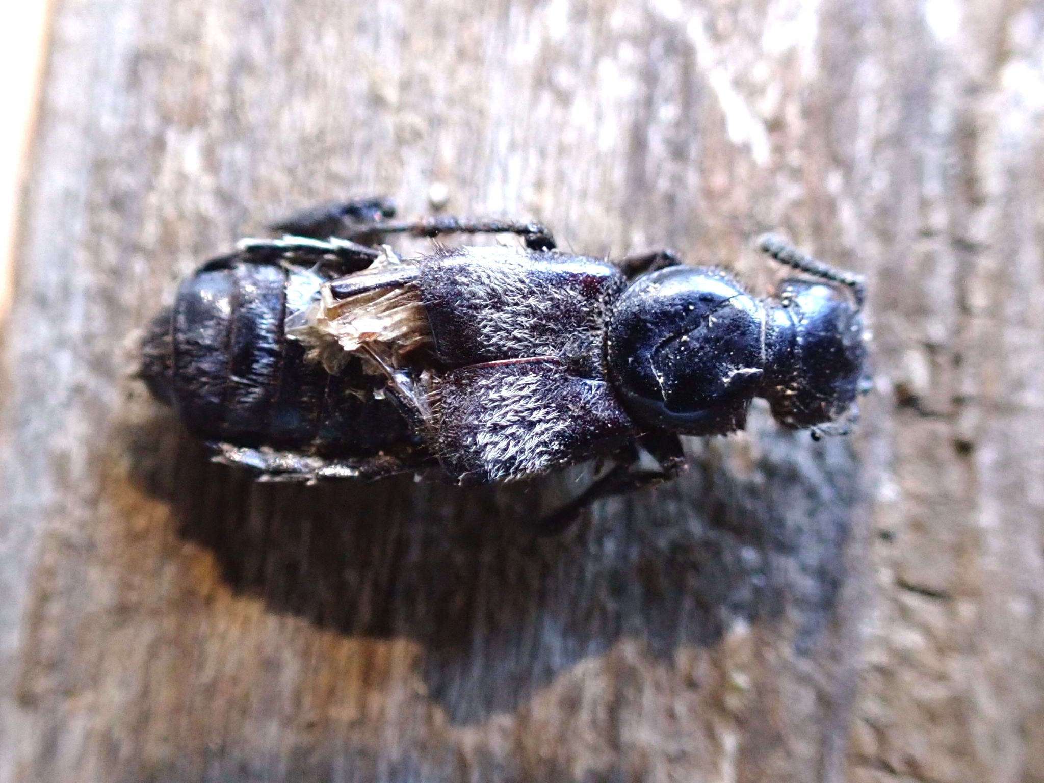 Creophilus maxillosus