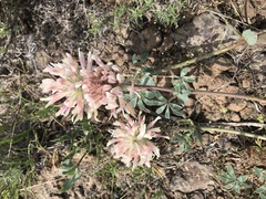 Trifolium macrocephalum