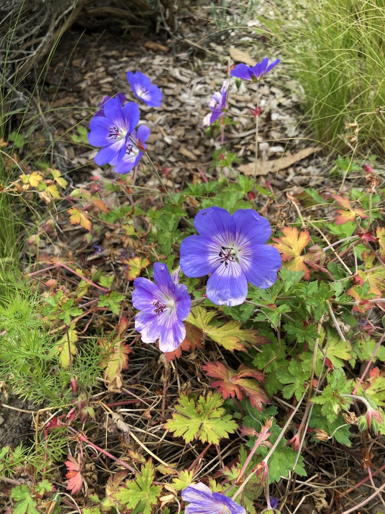 geraniums and cranesbills from San Francisco State University, San ...