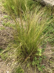 Nassella lepida