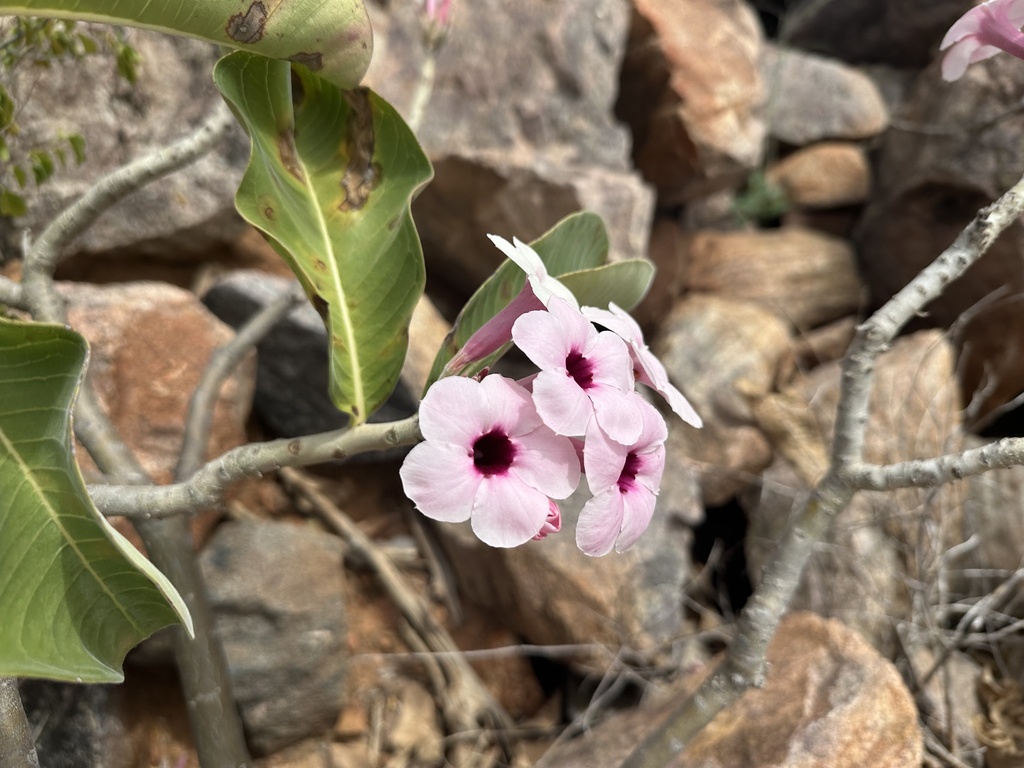 Foto de Rosa do deserto