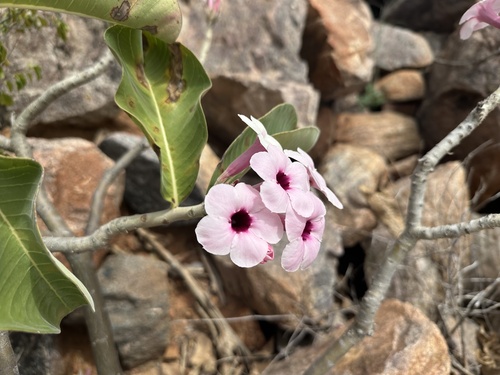 Rosa do deserto