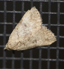 Tolpiodes oligolasia