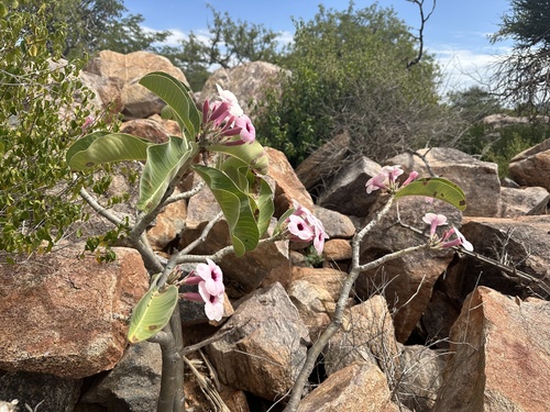 Foto de Rosa do deserto