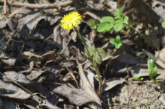 Tussilago farfara