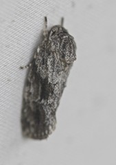 Agriophara confertella