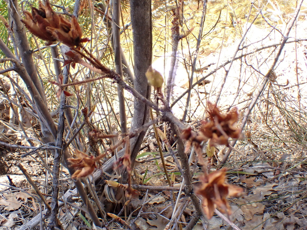 Rhododendron occidentale from Mount San Jacinto State Park And Wilderness - Headquarters, Idyllwild, CA, US on 2024년 03월 14일... 
