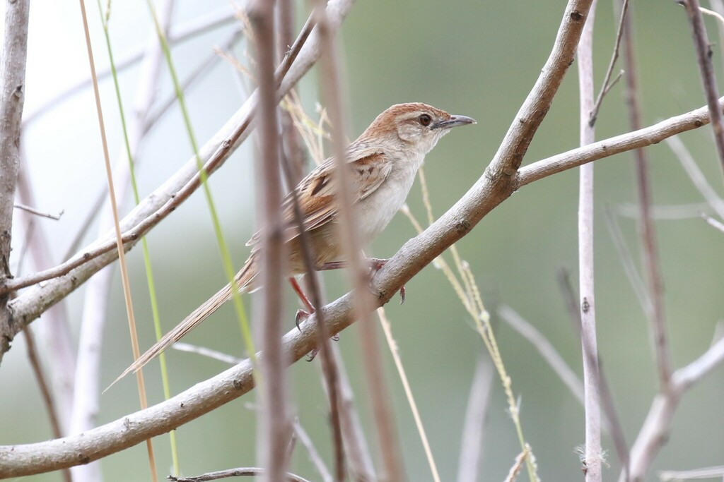 Tawny Grassbird from Brisbane QLD, Australia on February 1, 2016 at 12: ...