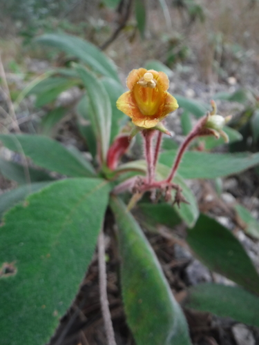 Rhytidophyllum petiolare