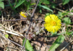 Tussilago farfara