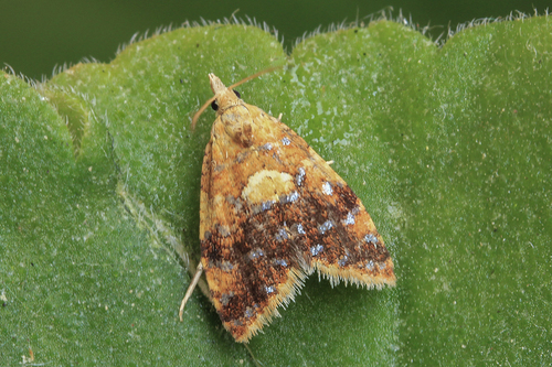Yellow-spot Tortrix, photo 2 of 10