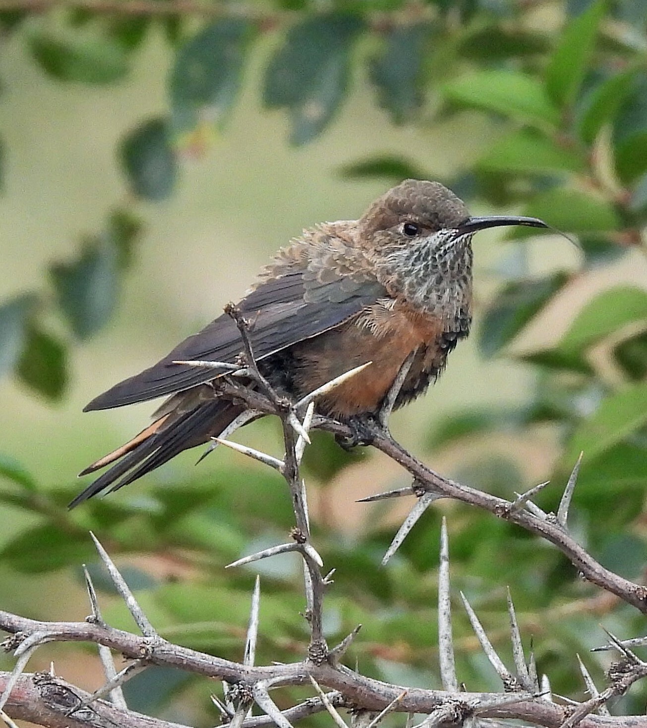 Wedge-tailed Hillstar (Oreotrochilus adela), photo 7