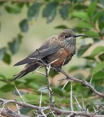 Wedge-Tailed Hillstar photo 1