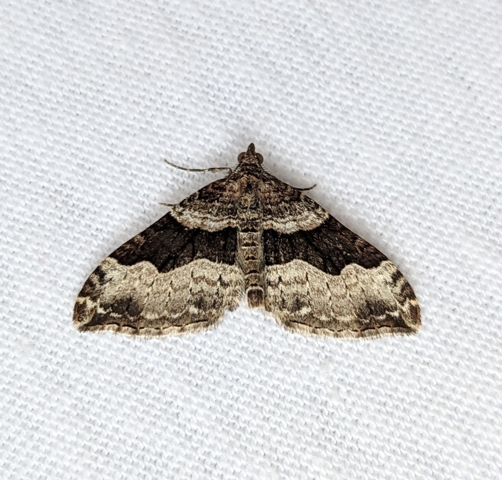 Xanthorhoe defensaria