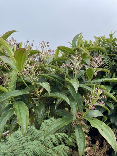 Image of Miconia robinsoniana by (c) Susan Murphy, some rights reserved (CC BY)