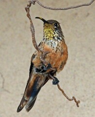 Wedge-Tailed Hillstar photo 3