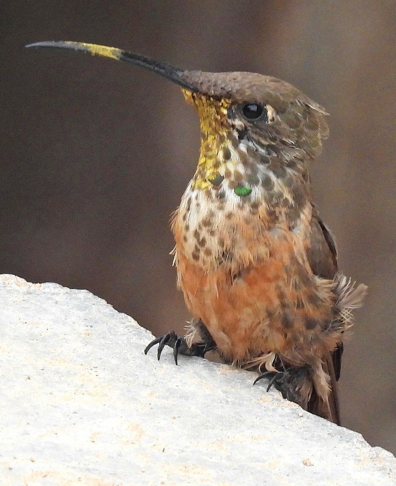 Wedge-tailed Hillstar (Oreotrochilus adela), photo 3
