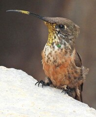 Wedge-Tailed Hillstar photo 2