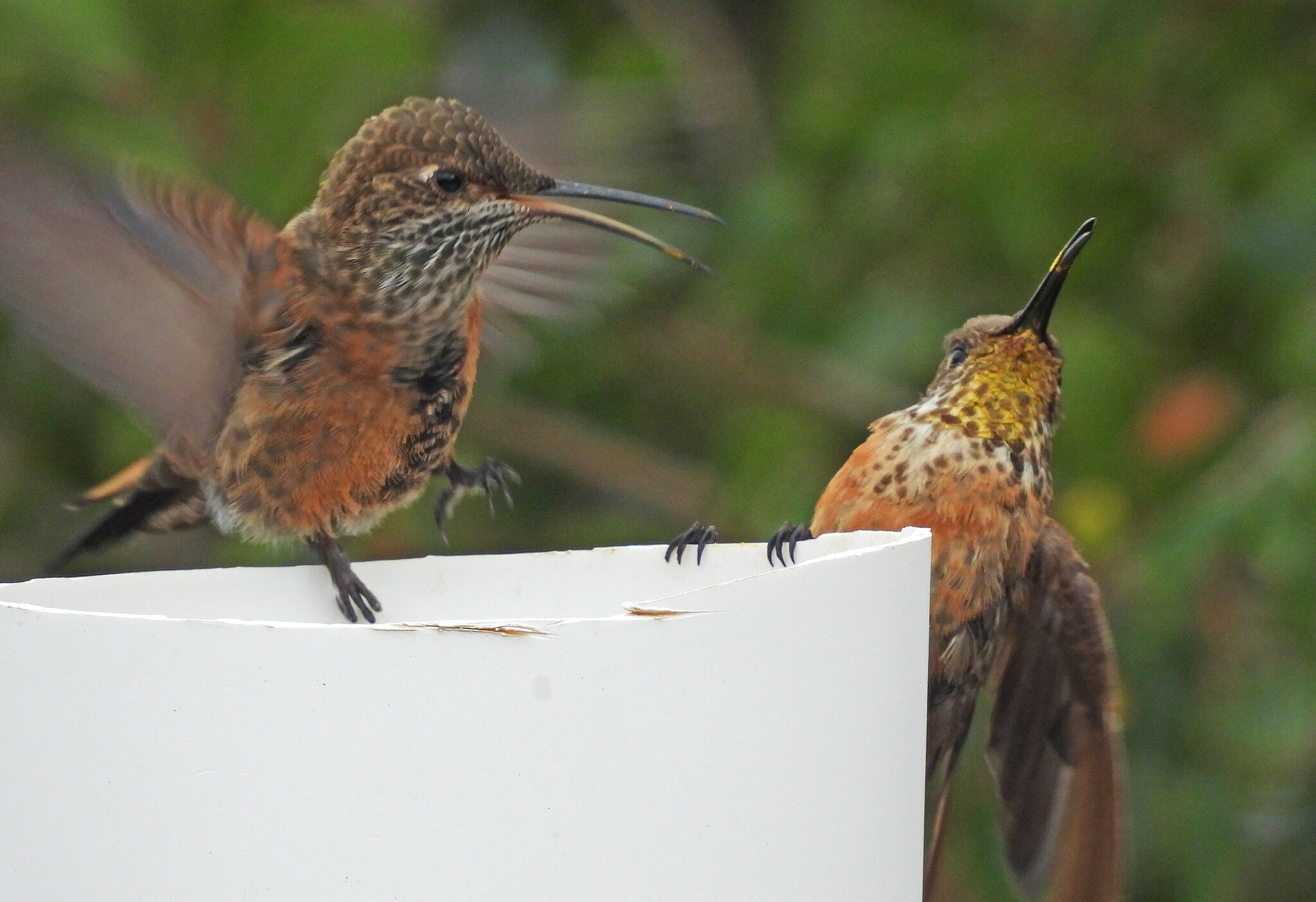 Wedge-tailed Hillstar (Oreotrochilus adela), photo 4