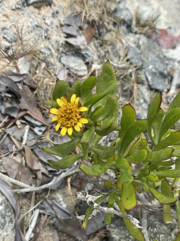 Tree Seaside Tansy from North Caicos, TC on March 13, 2024 at 01:35 PM ...