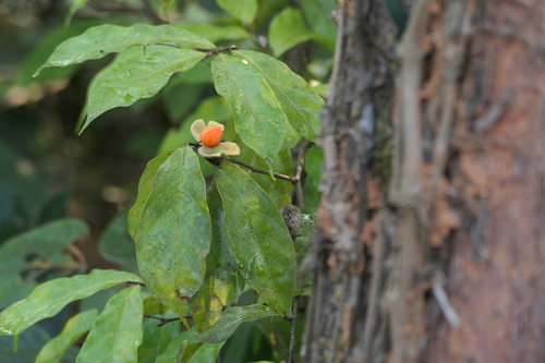 Dichapetalum gelonioides (Dichapetalum gelonioides)