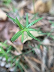 Galium uniflorum