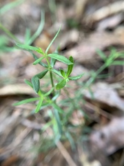 Galium uniflorum