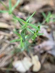 Galium uniflorum