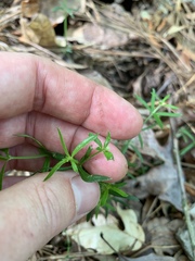 Galium uniflorum