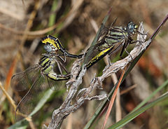 Phanogomphus cavillaris