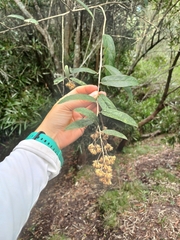 Bushy croton (Moquiniastrum polymorphum)
