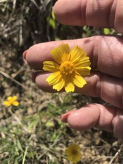 Tetraneuris linearifolia