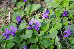 Viola odorata