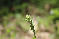 Crepis vesicaria