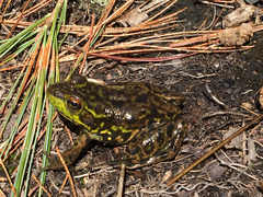 Lithobates septentrionalis