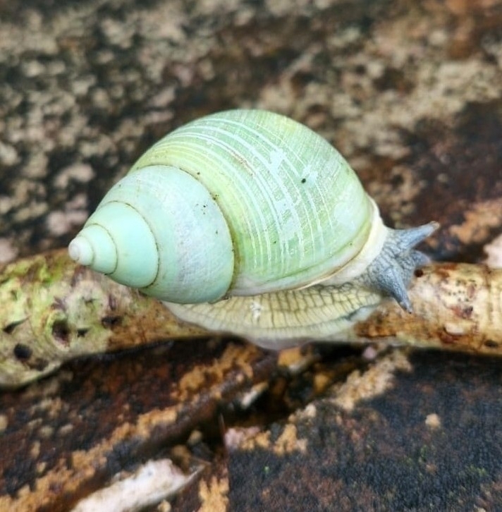 Calycia isseliana