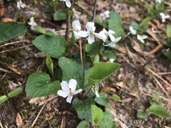 Viola primulifolia