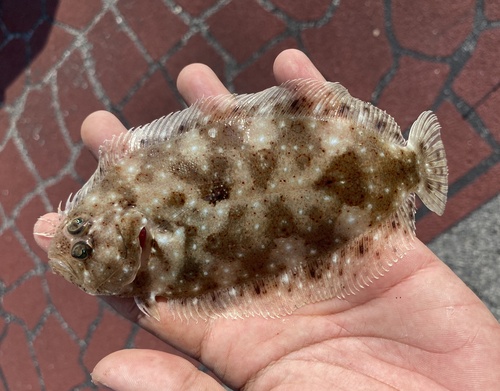 Dab (Pseudorhombus javanicus) — Paralichthyidae — 2