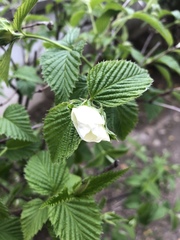 Rhodotypos