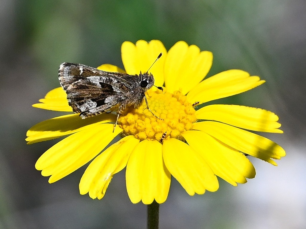 Nysa Roadside-Skipper from Burnet County, TX, USA on March 11, 2024 at ...