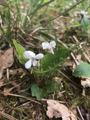 Viola primulifolia