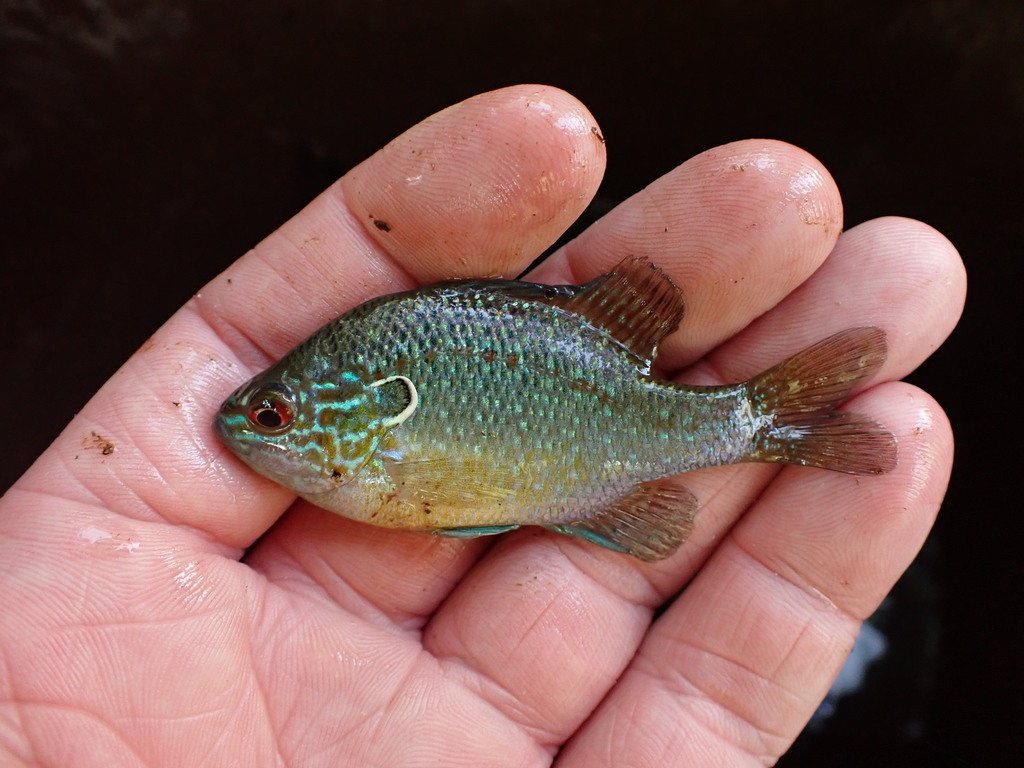 Dollar Sunfish