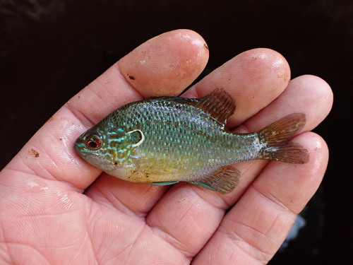 Dollar Sunfish