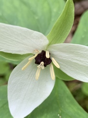 Trillium